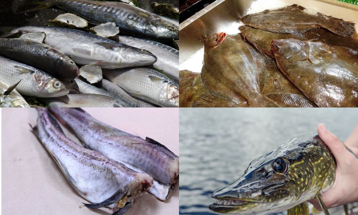 peixes